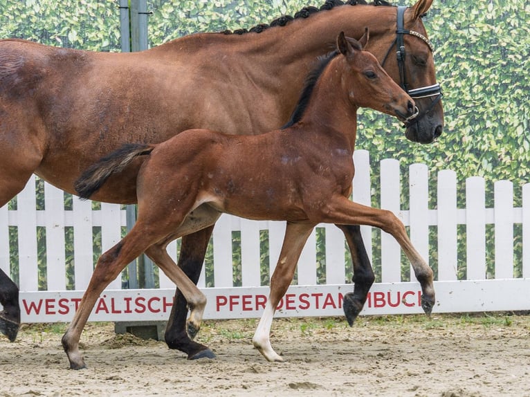 Deutsches Reitpony Stute Fohlen (05/2026) Brauner in Mnster-Handorf