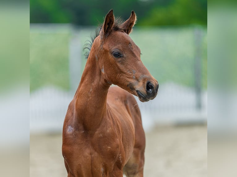 Deutsches Reitpony Stute Fohlen (05/2026) Brauner in Mnster-Handorf