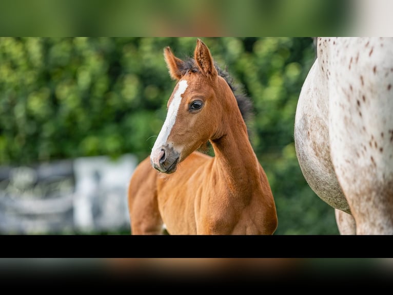 Deutsches Reitpony Stute  Brauner in Bad Zwischenahn