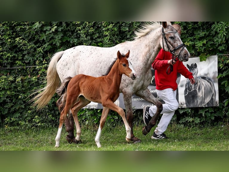 Deutsches Reitpony Stute  Brauner in Bad Zwischenahn