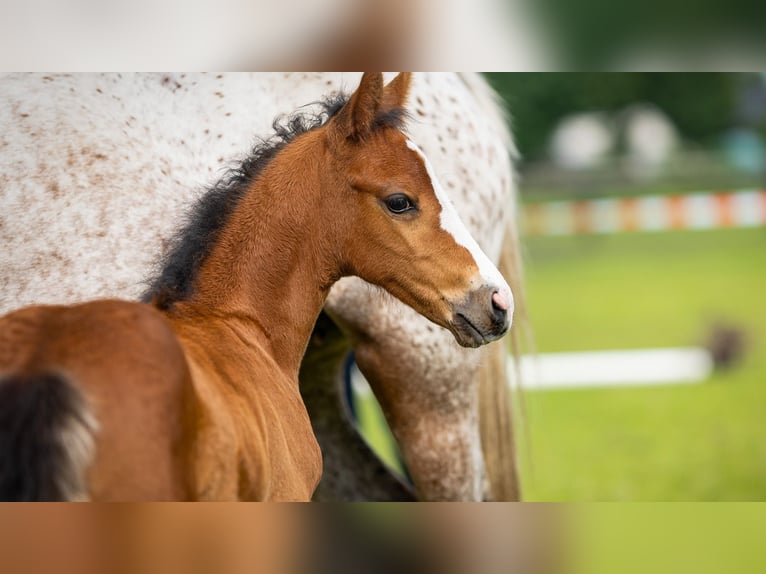 Deutsches Reitpony Stute  Brauner in Bad Zwischenahn