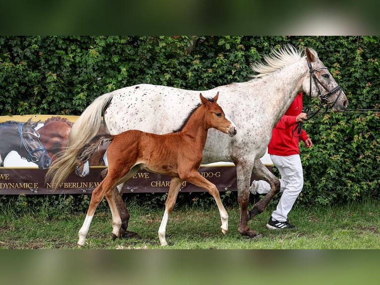 Deutsches Reitpony Stute  Brauner in Bad Zwischenahn