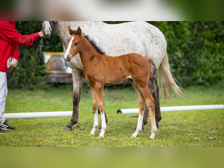 Deutsches Reitpony Stute  Brauner in Bad Zwischenahn