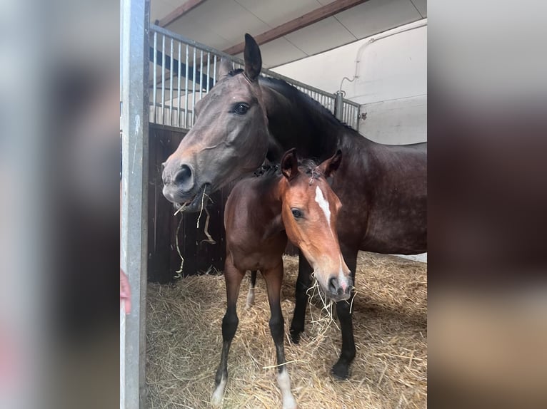 Deutsches Reitpony Stute Fohlen (05/2026) Brauner in Buxtehude