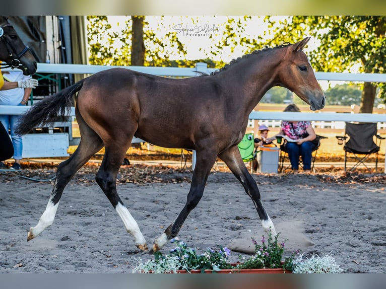 Deutsches Reitpony Stute Fohlen (05/2026) Brauner in Buxtehude