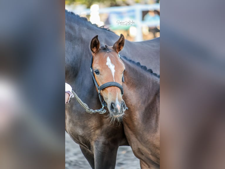 Deutsches Reitpony Stute Fohlen (05/2026) Brauner in Buxtehude