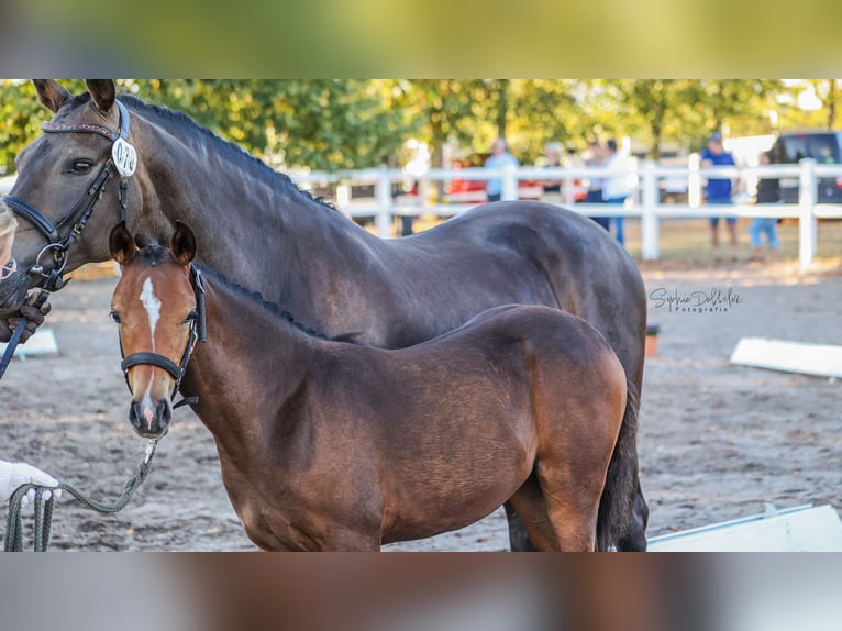Deutsches Reitpony Stute Fohlen (05/2026) Brauner in Buxtehude