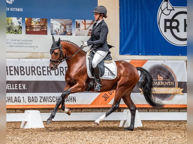 Deutsches Reitpony Stute  Brauner in Ostrhauderfehn