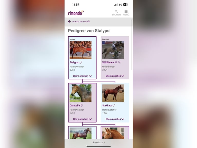 Deutsches Reitpony Stute  Brauner in Ostrhauderfehn