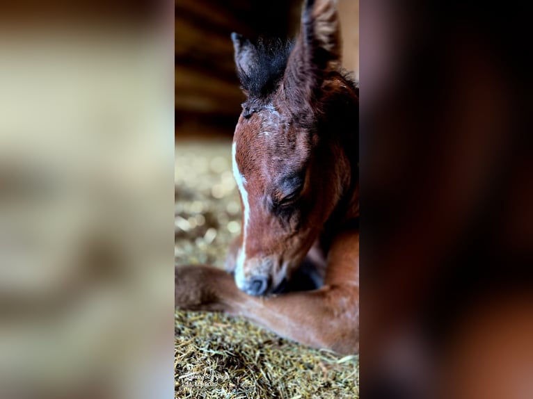 Deutsches Reitpony Stute  Brauner in Ostrhauderfehn