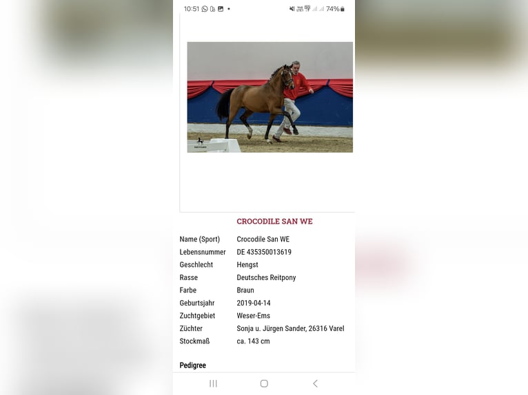 Deutsches Reitpony Stute  Brauner in Ostrhauderfehn