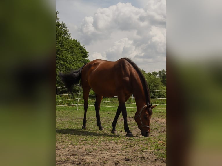 Deutsches Reitpony Stute  Brauner in Ostrhauderfehn
