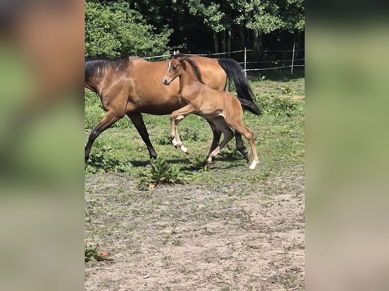 Deutsches Reitpony Stute  Brauner in Ostrhauderfehn