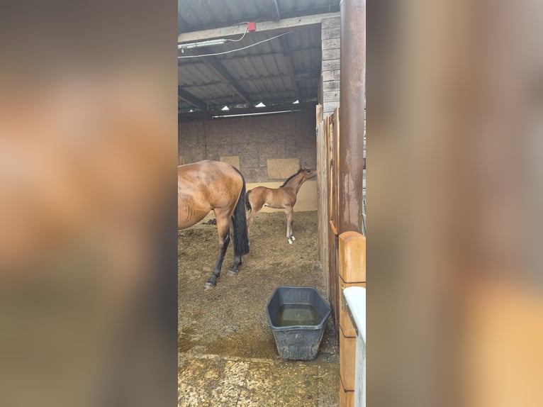 Deutsches Reitpony Stute  Brauner in Ostrhauderfehn