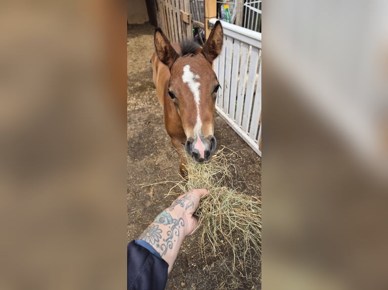 Deutsches Reitpony Stute  Brauner in Ostrhauderfehn