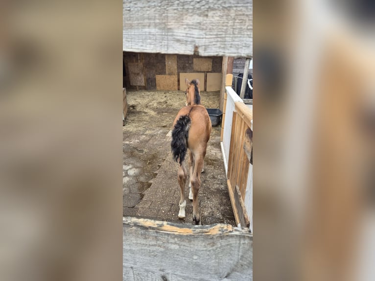 Deutsches Reitpony Stute  Brauner in Ostrhauderfehn