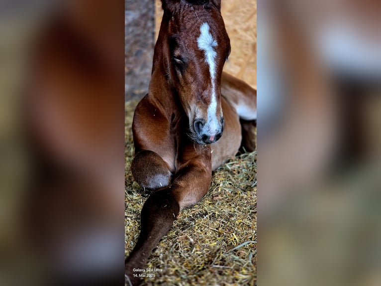 Deutsches Reitpony Stute  Brauner in Ostrhauderfehn