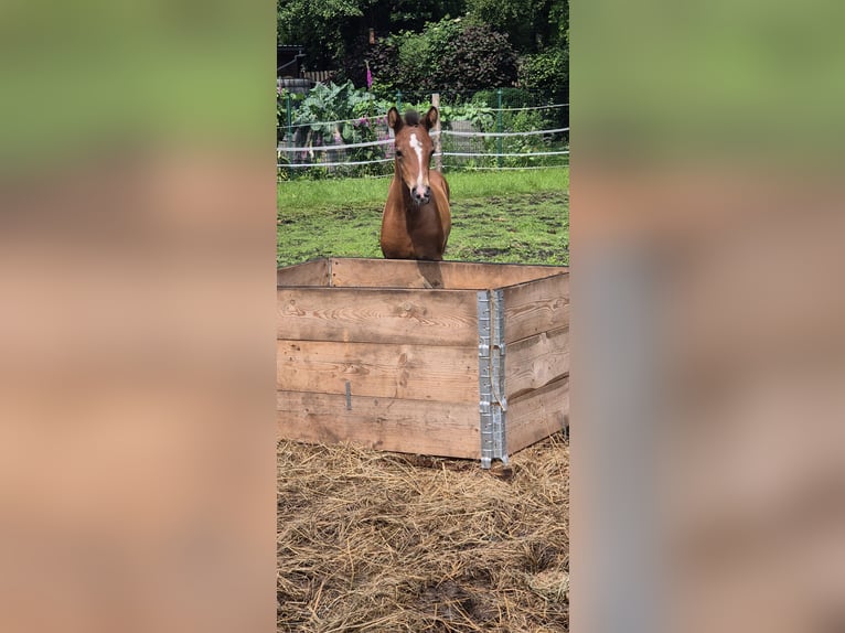 Deutsches Reitpony Stute  Brauner in Ostrhauderfehn