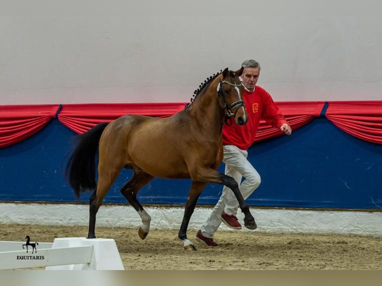 Deutsches Reitpony Stute  Brauner in Ostrhauderfehn