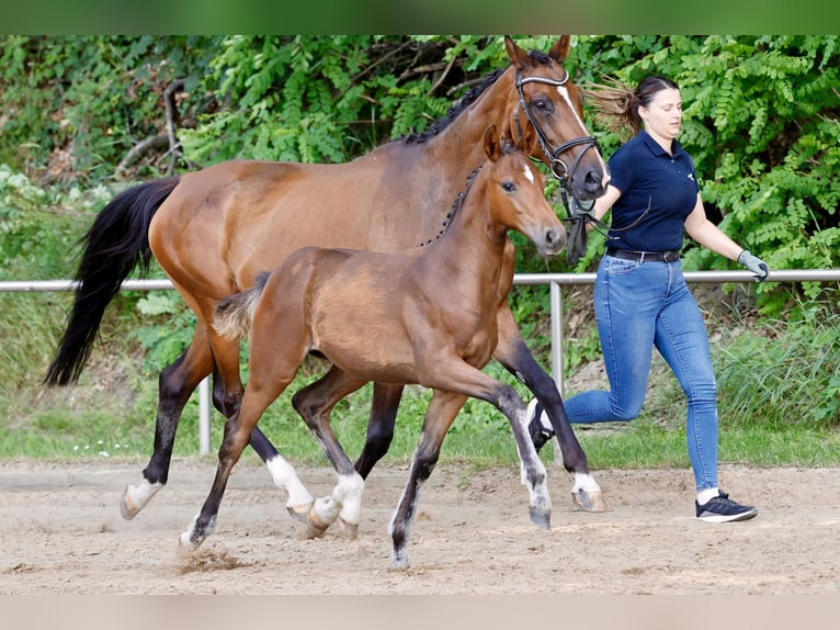 Deutsches Reitpony Stute Fohlen (03/2026) Brauner in Twistringen