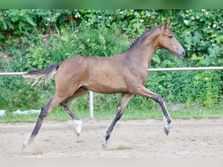 Deutsches Reitpony Stute Fohlen (03/2026) Brauner in Twistringen