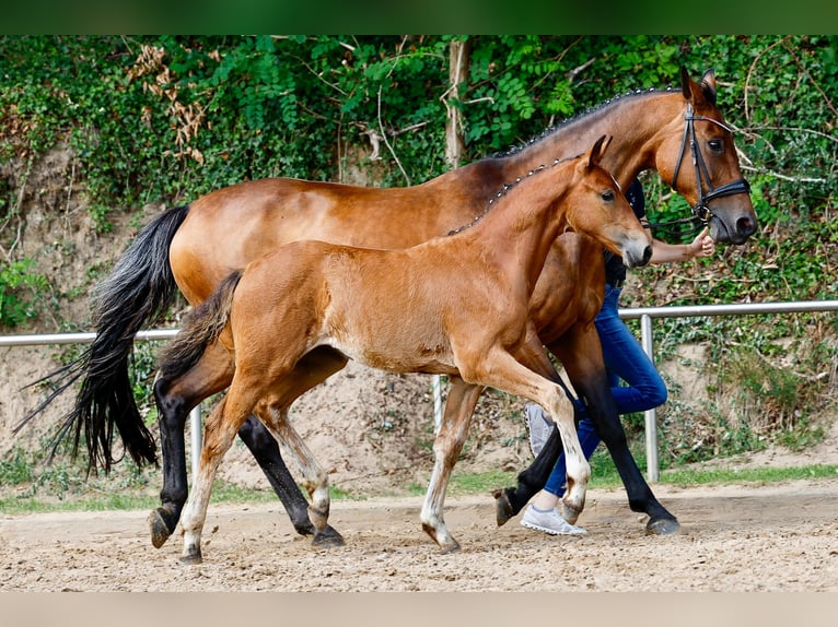 Deutsches Reitpony Stute Fohlen (04/2025) Brauner in Uplengen