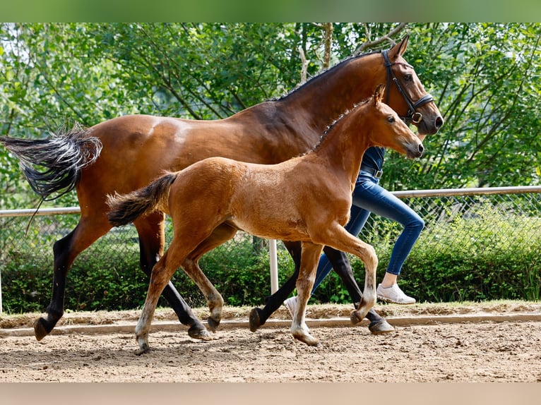 Deutsches Reitpony Stute Fohlen (04/2025) Brauner in Uplengen