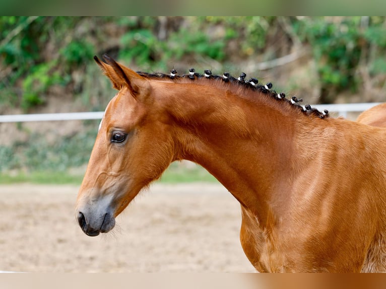 Deutsches Reitpony Stute Fohlen (04/2025) Brauner in Uplengen
