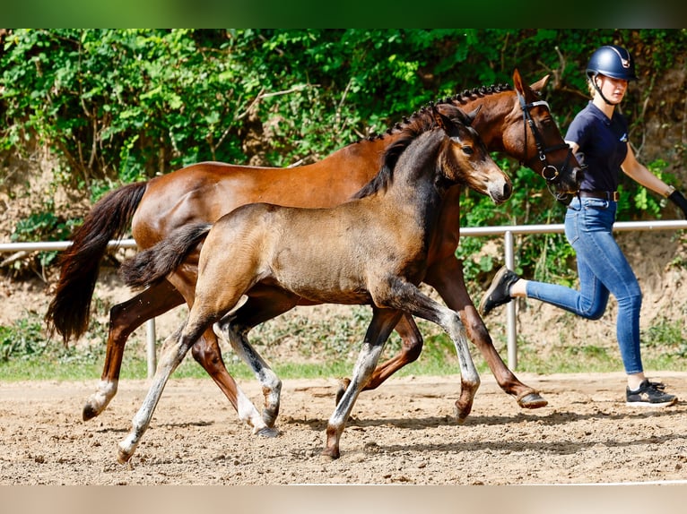 Deutsches Reitpony Stute Fohlen (05/2025) Brauner in Varel