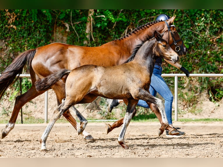 Deutsches Reitpony Stute Fohlen (05/2025) Brauner in Varel