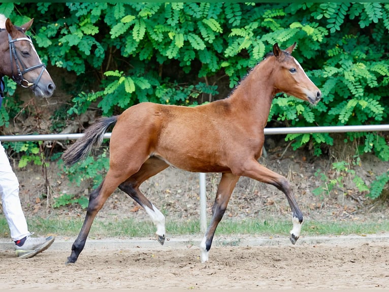 Deutsches Reitpony Stute Fohlen (05/2024) Brauner in Varel