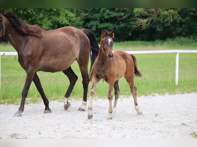 Deutsches Reitpony Stute Fohlen (03/2026) Brauner in Göttingeningen