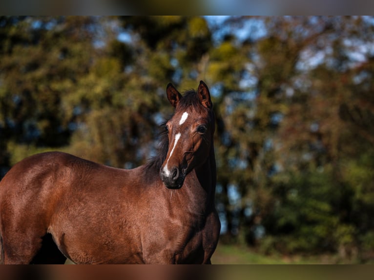 Deutsches Reitpony Stute Fohlen (05/2025) Brauner in Zangberg