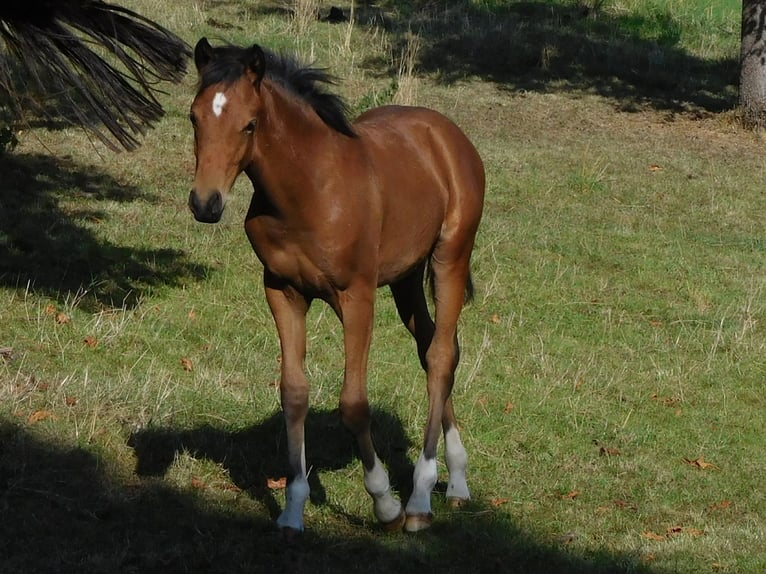 Deutsches Reitpony Stute Fohlen (04/2025) Brauner in Freden (Leine)