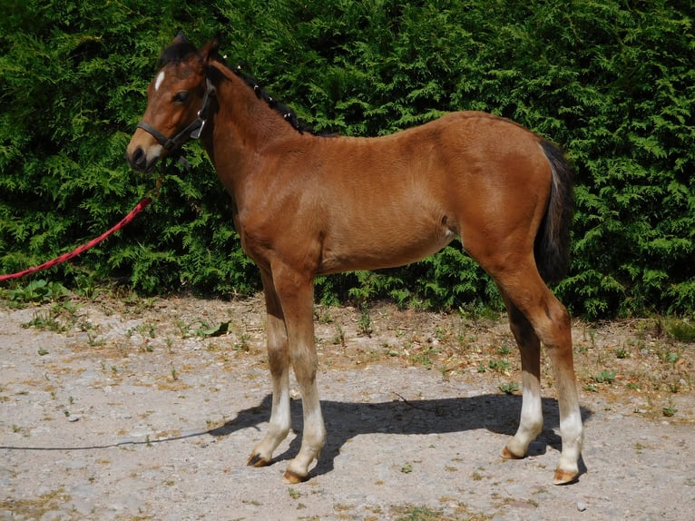 Deutsches Reitpony Stute Fohlen (04/2025) Brauner in Freden (Leine)