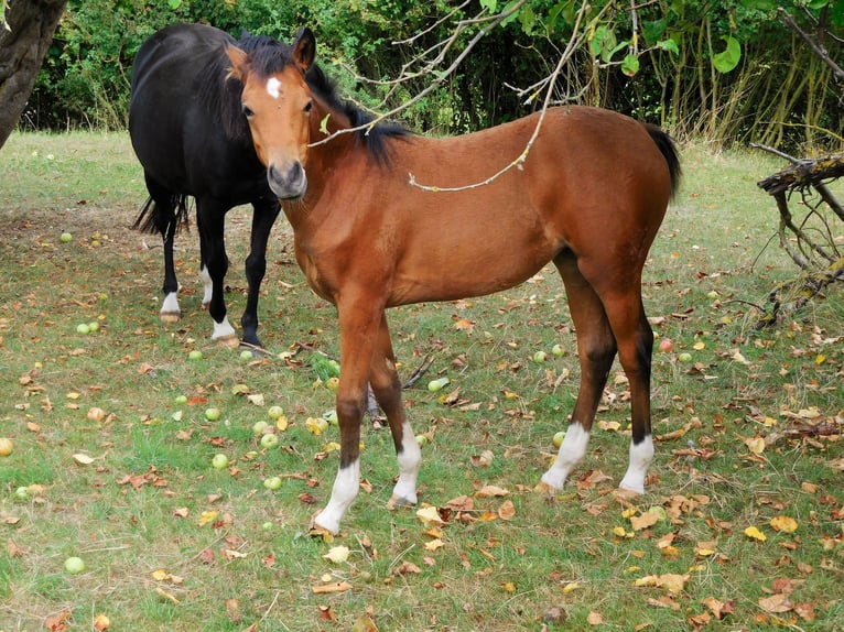 Deutsches Reitpony Stute Fohlen (04/2025) Brauner in Freden (Leine)