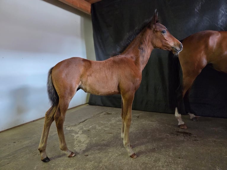 Deutsches Reitpony Stute  Brauner in Wettringen
