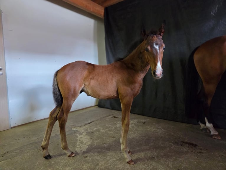 Deutsches Reitpony Stute  Brauner in Wettringen