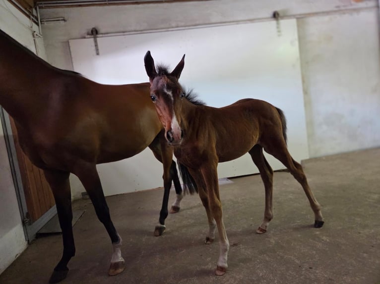 Deutsches Reitpony Stute  Brauner in Wettringen