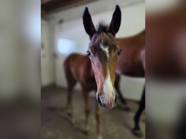 Deutsches Reitpony Stute  Brauner in Wettringen