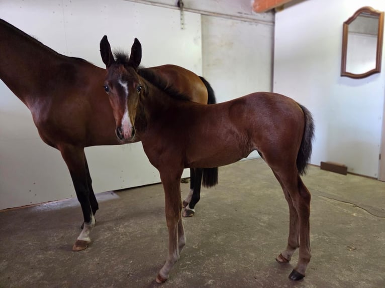 Deutsches Reitpony Stute  Brauner in Wettringen