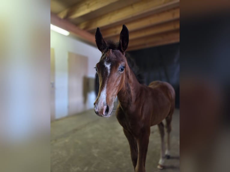 Deutsches Reitpony Stute  Brauner in Wettringen