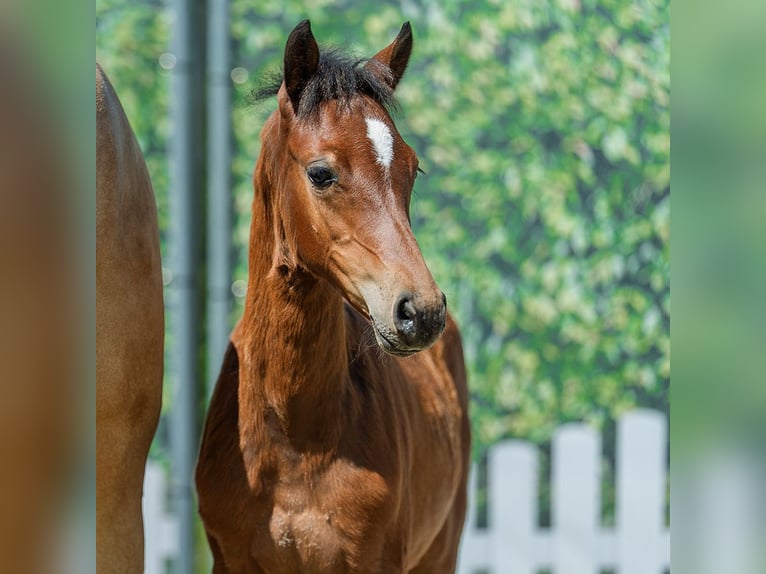 Deutsches Reitpony Stute Fohlen (04/2026) Brauner in Mnster-Handorf