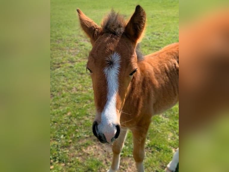 Deutsches Reitpony Stute Fohlen (03/2026) Brauner in Friesack