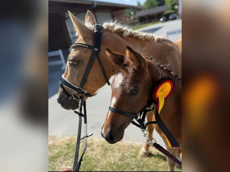 Deutsches Reitpony Stute Fohlen (05/2025) Brauner in Zangberg