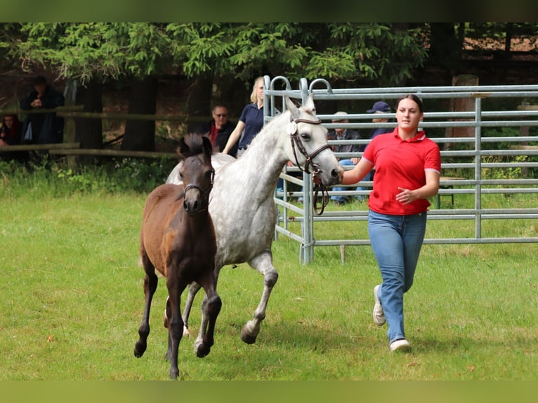 Deutsches Reitpony Stute Fohlen (02/2025) Braunfalbschimmel in Frankenberg (Eder)