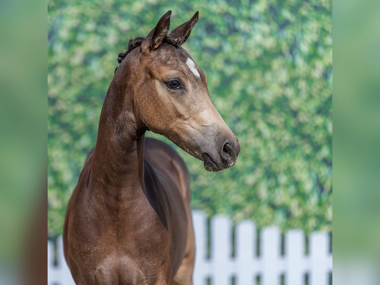 Deutsches Reitpony Stute Fohlen (02/2026) Buckskin in Mnster-Handorf