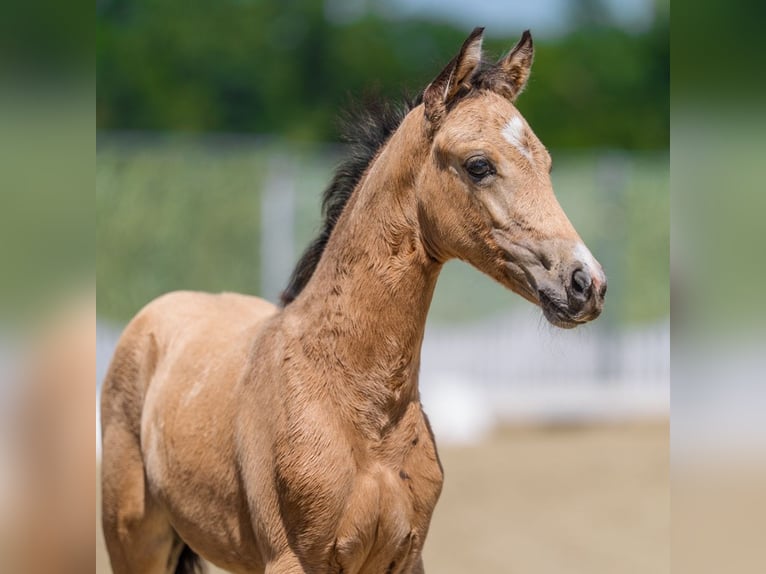 Deutsches Reitpony Stute Fohlen (04/2026) Buckskin in Mnster-Handorf