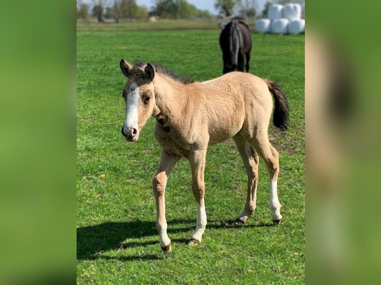 Deutsches Reitpony Stute Fohlen (03/2026) Buckskin in Friesack