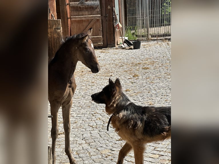 Deutsches Reitpony Stute Fohlen (05/2025) Buckskin in Renthendorf